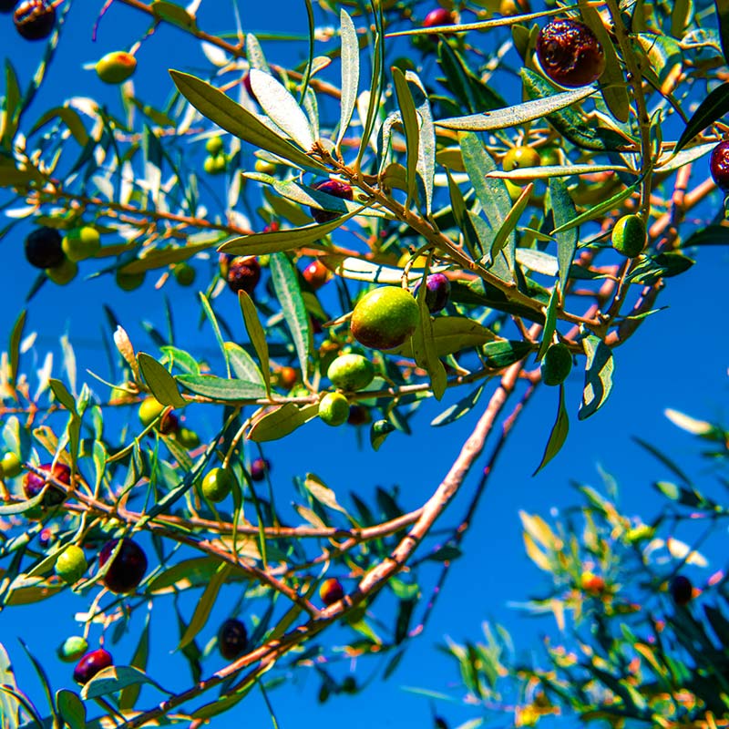 Menelaos Olivenöl Menelaos Olivenöl