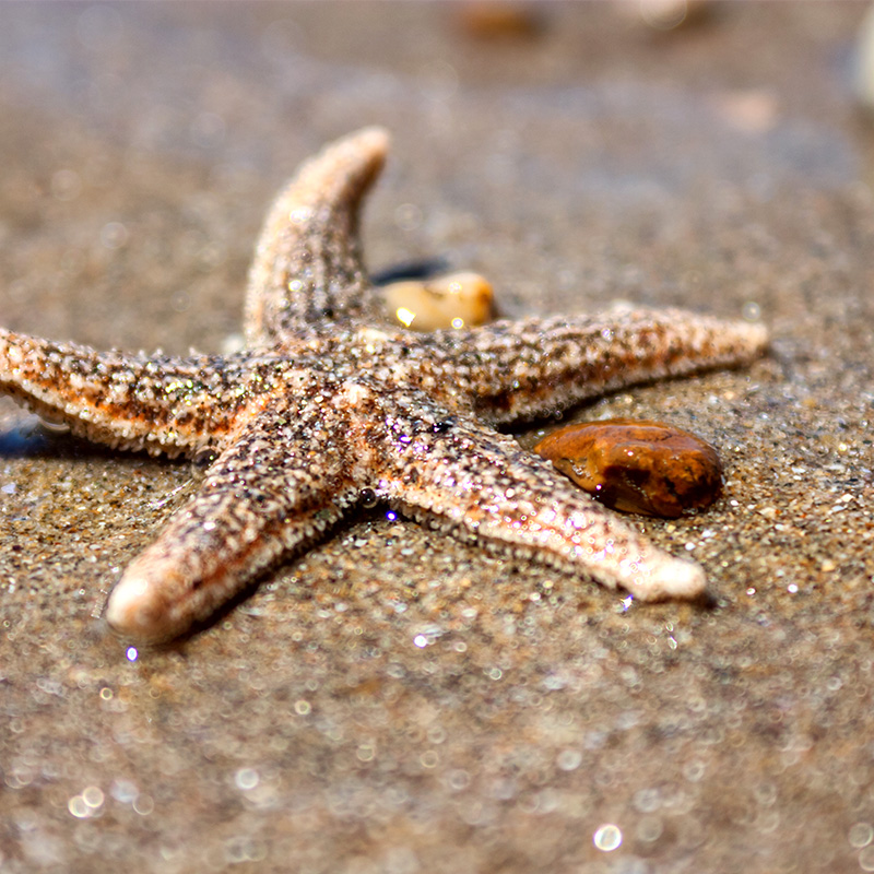 Asterias Seestern Asterias Seestern