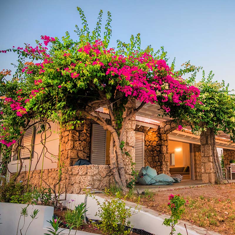 Villa Asterias - Villa Garden Villa Asterias - Villa Garden