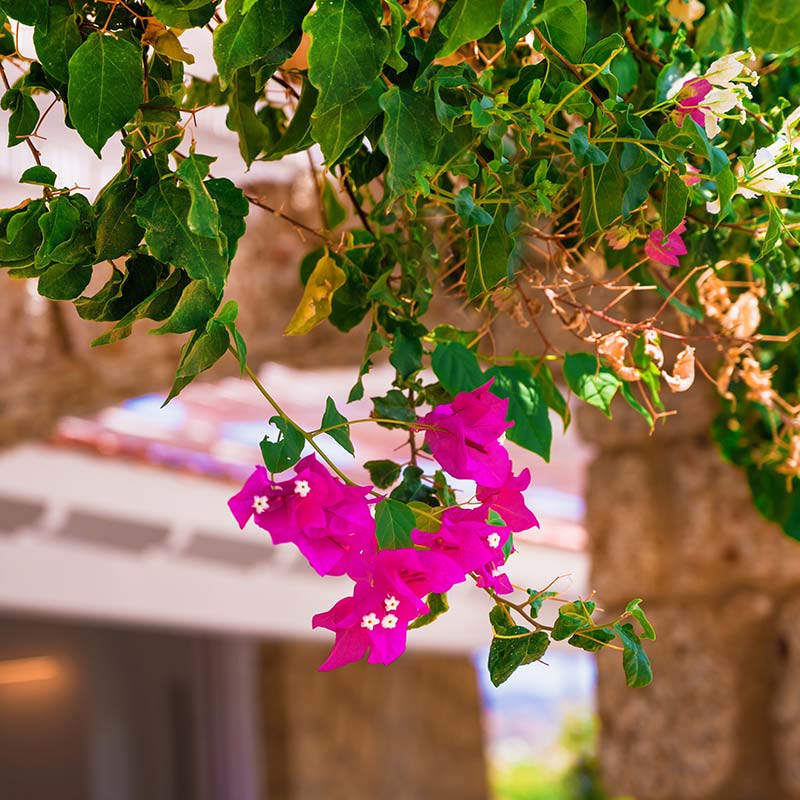 Villa Asterias - Villa Garden Villa Asterias - Villa Garden